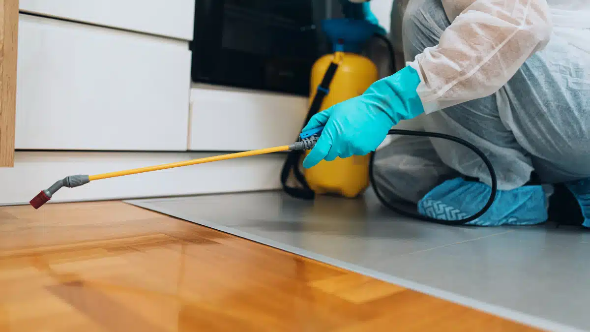 شركة مكافحة النمل الأبيض بالدمام شركة مكافحة النمل الأبيض بالدمام