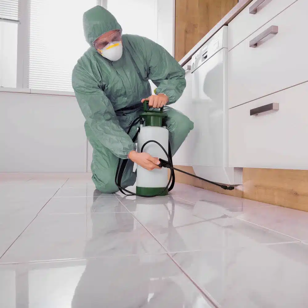 شركة مكافحة الصراصير بالقطيف شركة مكافحة الصراصير بالقطيف