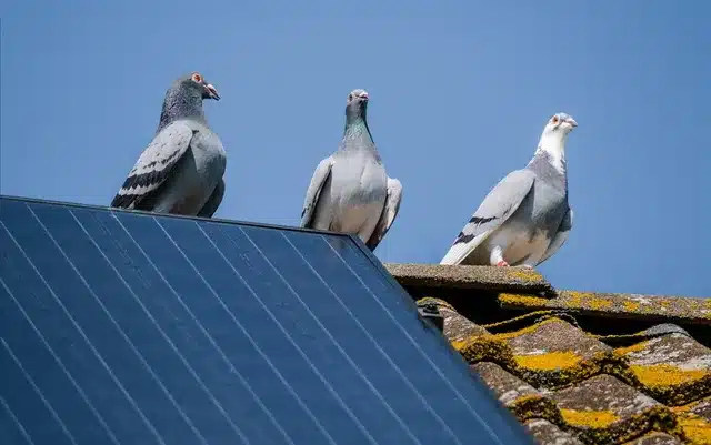 شركة تركيب طارد حمام بالقطيف شركة تركيب طارد حمام بالقطيف
